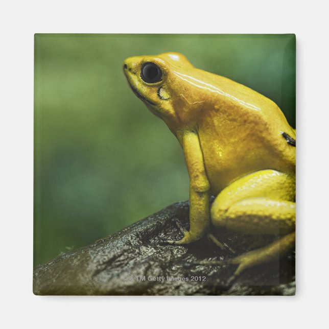 Aimant aussi connue sous le nom de grenouille dorée; endé (Devant)