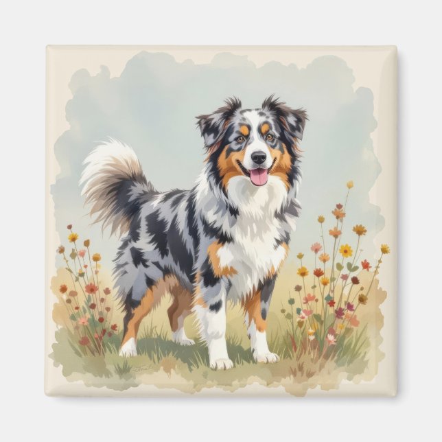 Aimant Australian Shepherd Dog Merle Long Tail (Devant)