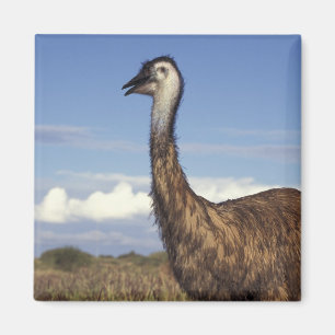 Aimant Australie, Australie occidentale. Emu (Dromaius)