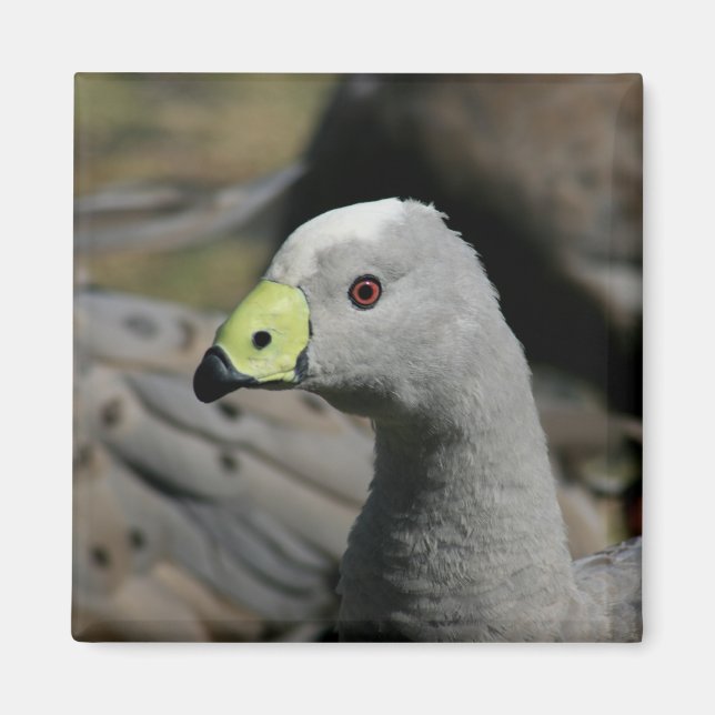 Aimant Australie Cap Barren Goose (Devant)