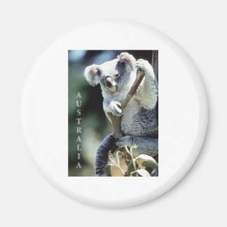 Aimant Australie Koala Bear