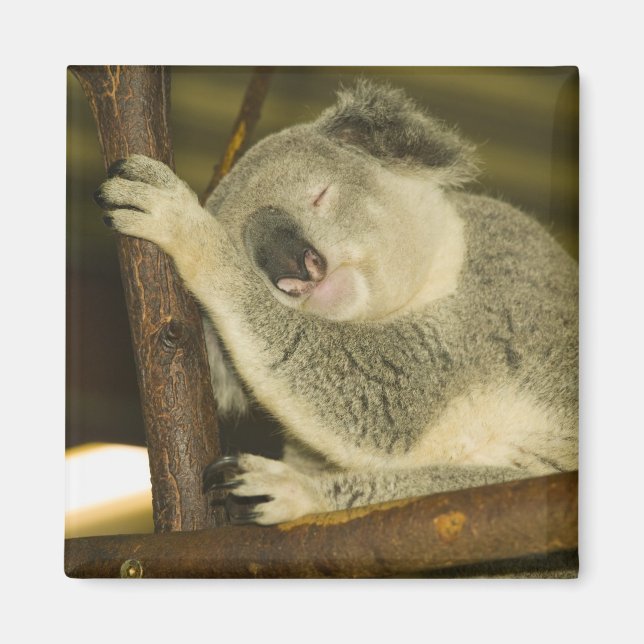 Aimant Australie, Queensland, Brisbane. Arborescence des  (Devant)