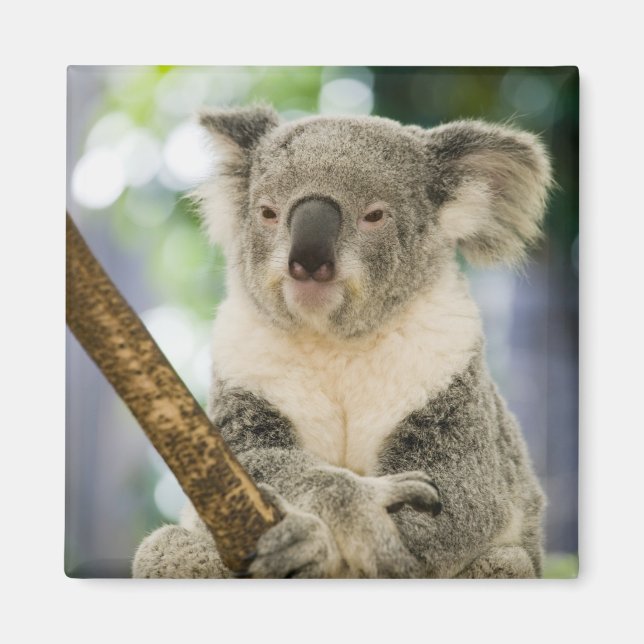 Aimant Australie, Queensland, Brisbane, Fig Tree (Devant)