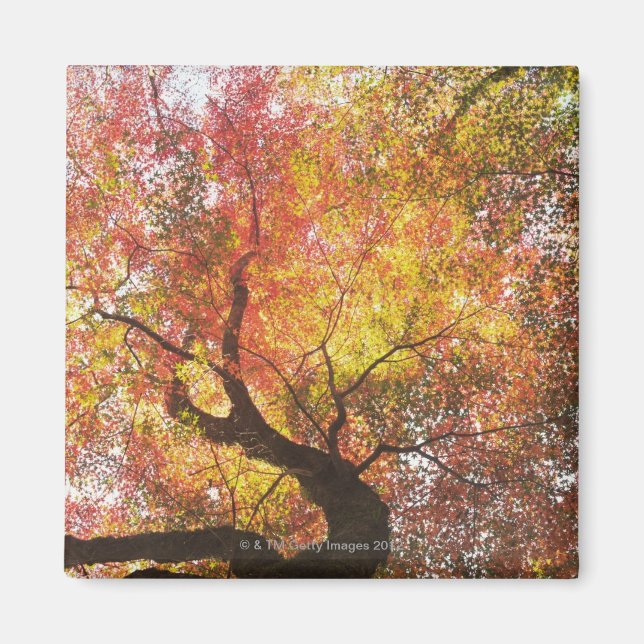 Aimant Automne (Devant)