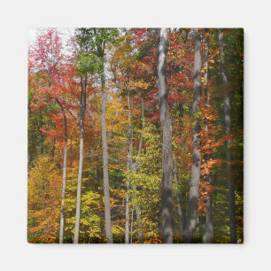 Aimant Automne dans la forêt Colorée Photographie d'autom