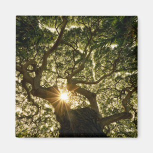 Aimant Auvent Sunstar de banian