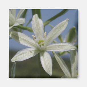 Aimant aux fleurs blanches