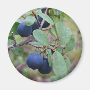 Aimant aux fruits sauvages