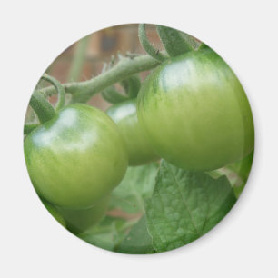 Aimant aux tomates vertes
