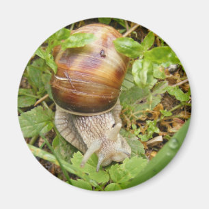 Aimant avec escargot solitaire.