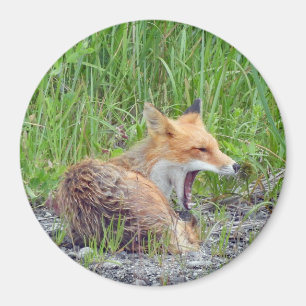 Aimant avec le renard