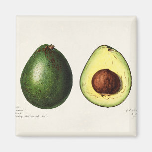 Aimant Avocado