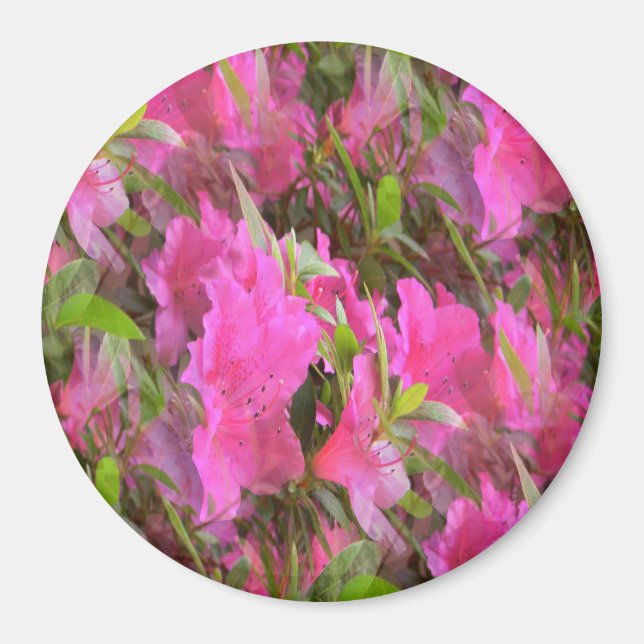 Aimant Azalées en rose.... (Devant)