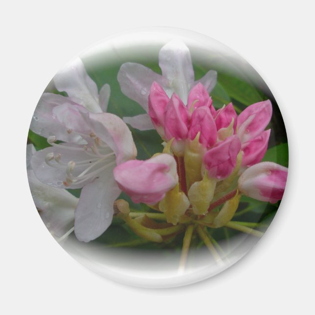 Aimant Azalées roses délicates (Devant)