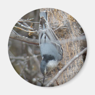 Aimant B39 Nuthatch à poitrine rouge
