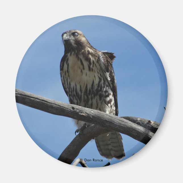 Aimant B54 Buse de Swainson (Devant)