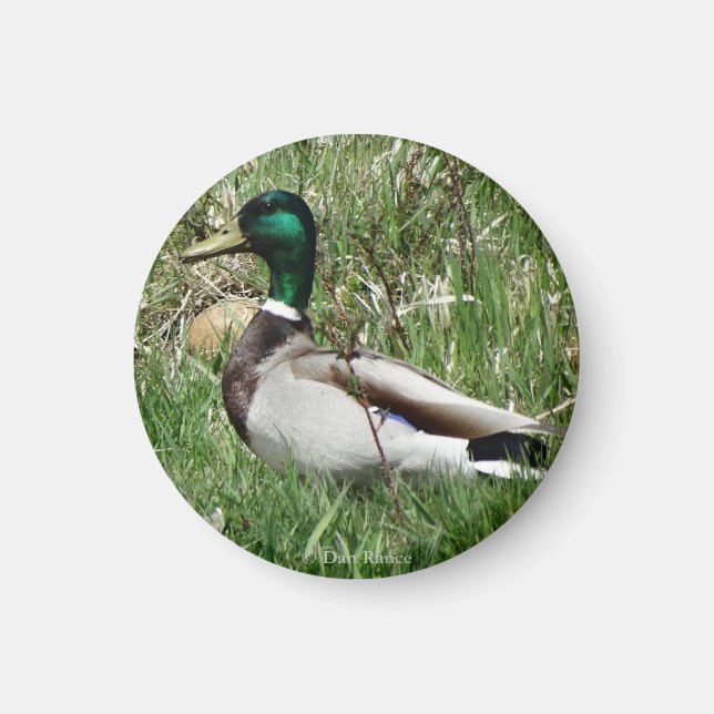 Aimant B55 Duck de Mallard Drake Greenhead dans l'herbe (Devant)