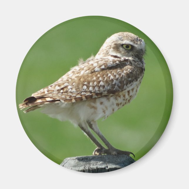 Aimant B56 Burrowing Owl (Devant)