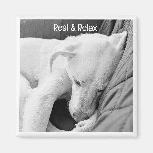 Aimant B & W Photo de mignonette Chien Dormir Se Bien Bie