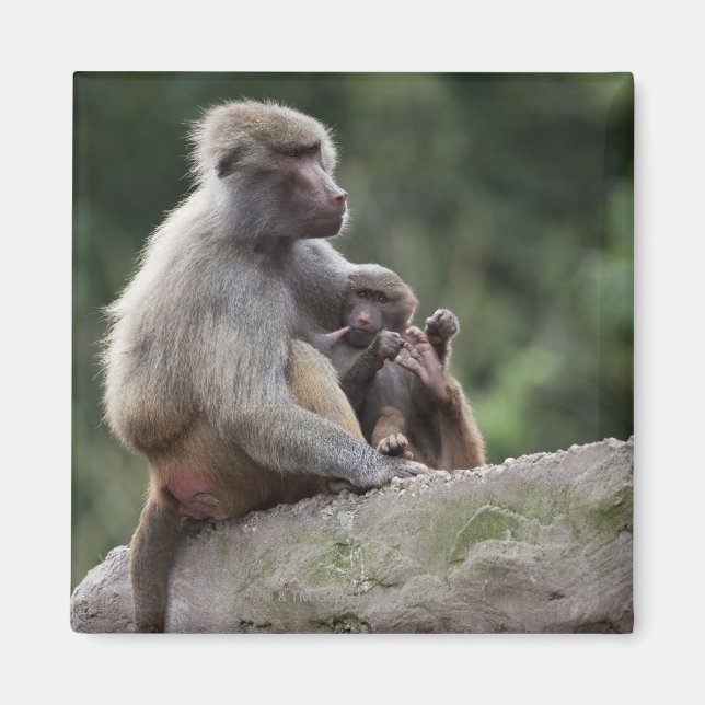 Aimant Baboon mère allaitant sa jeune (Devant)