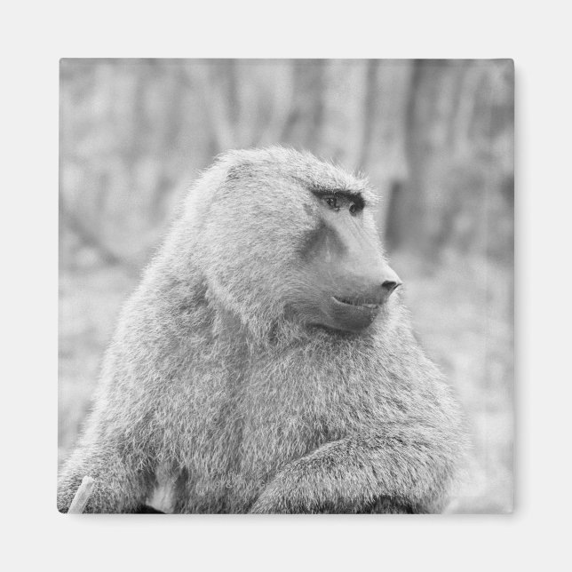 Aimant babouin africain (Devant)