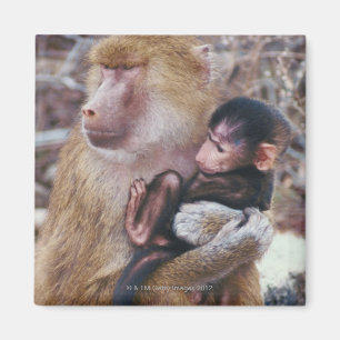 Aimant Babouin de mère et de bébé