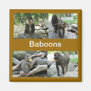Aimant babouins