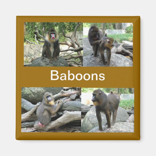 Aimant babouins (Devant)