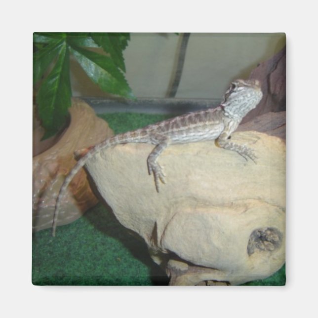 Aimant Baby Bearded Dragon (Devant)