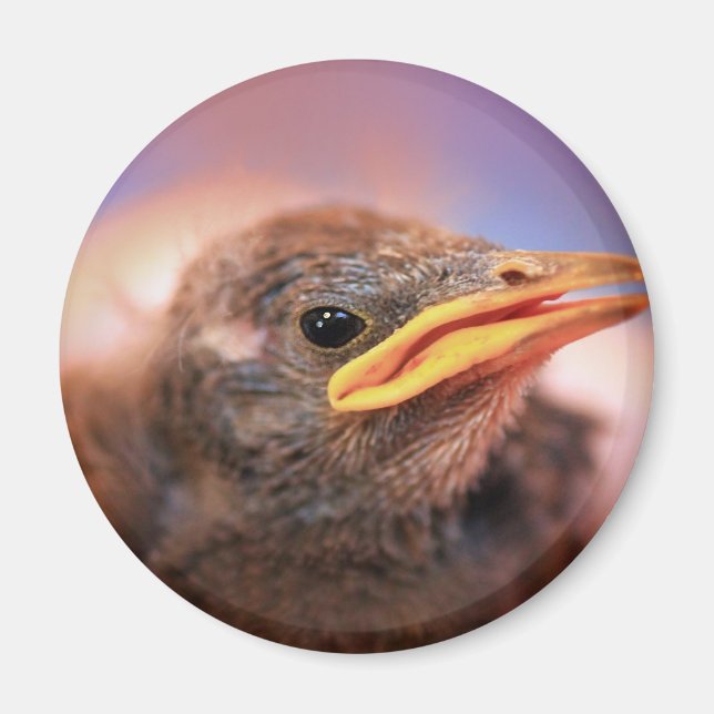 Aimant Baby Bird (Devant)
