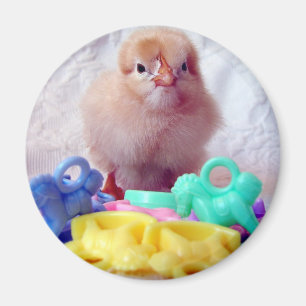 Aimant Baby Chick