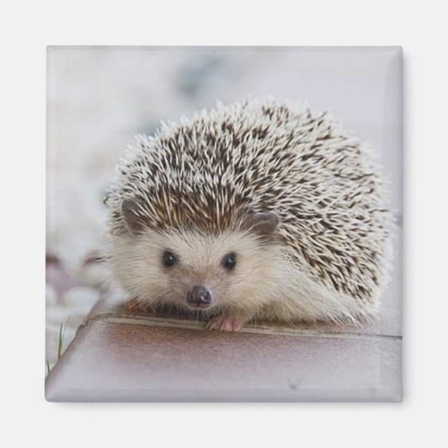 Aimant Baby hedgehog (Devant)