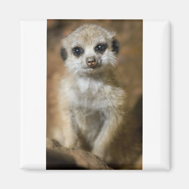Aimant Baby Meerkat (Devant)
