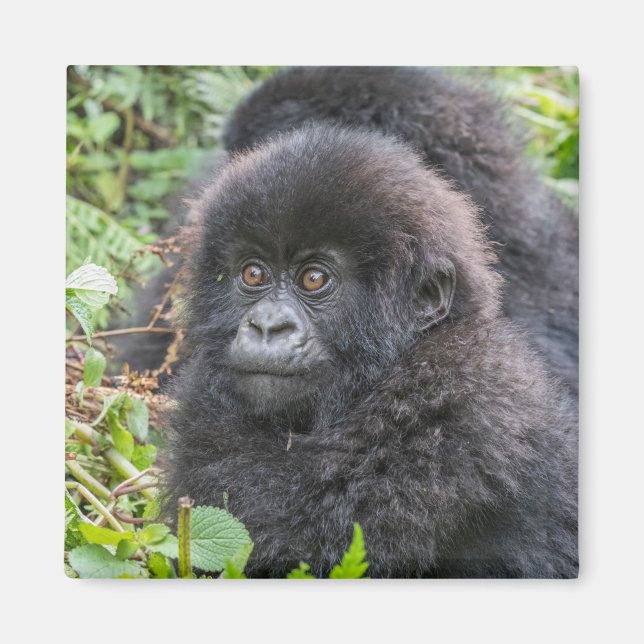 Aimant Baby Mountain Gorilla (Devant)