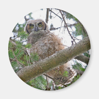 Aimant Baby Owl Staring