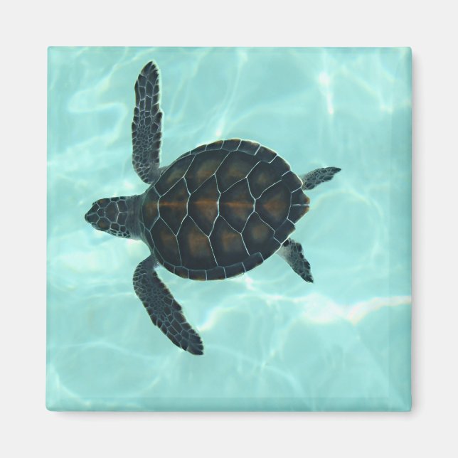 Aimant Baby sea Turtle (Devant)