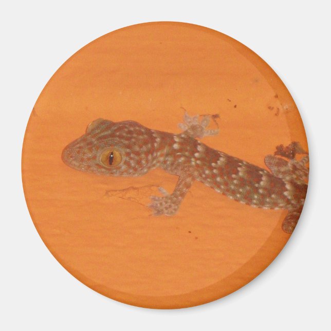 Aimant Baby Tokay Gecko (Devant)