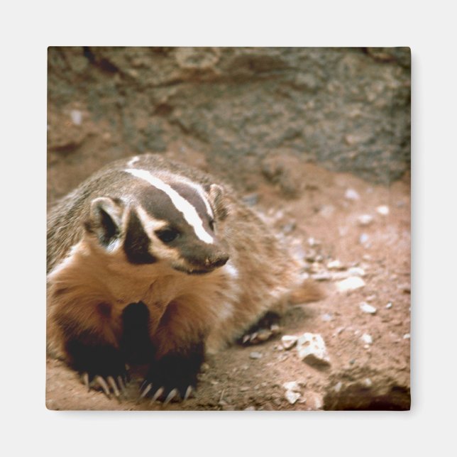 Aimant Badger (Devant)