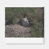 Badger américain