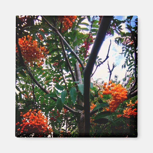 Aimant Baies d'orange (Devant)