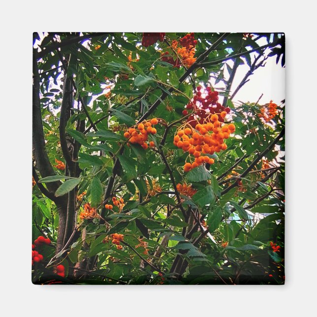 Aimant Baies orange et rouge (Devant)