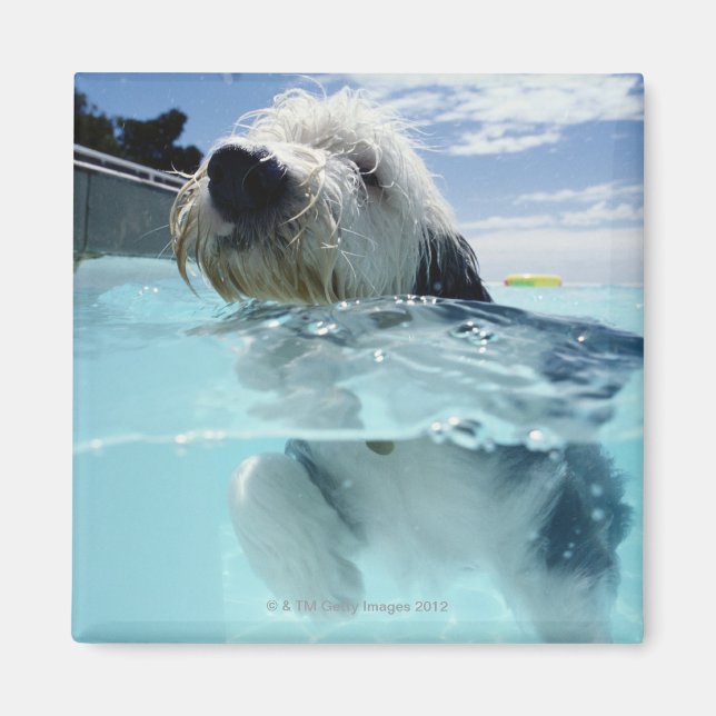 Aimant Baignade de chien dans une piscine (Devant)