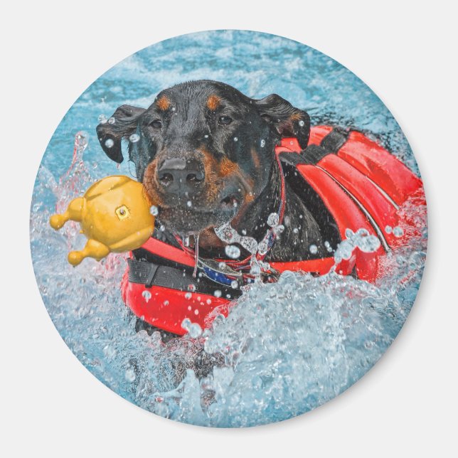 Aimant Baignade Doberman Avec Jouet Favori (Devant)