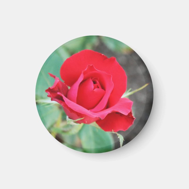 Aimant Baiser d'une rose rouge   (Devant)