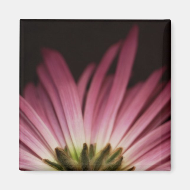 Aimant Baisy violet sauvage (Devant)