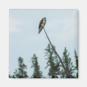 Aimant Balbuzard pêcheur 9028