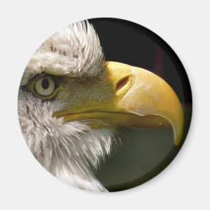 AIMANT BALD EAGLE