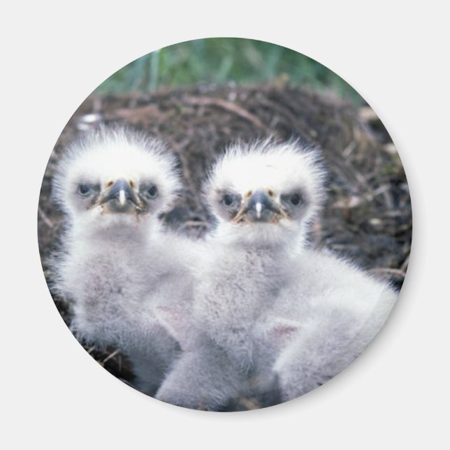 Aimant Bald Eagle Chicks (Devant)