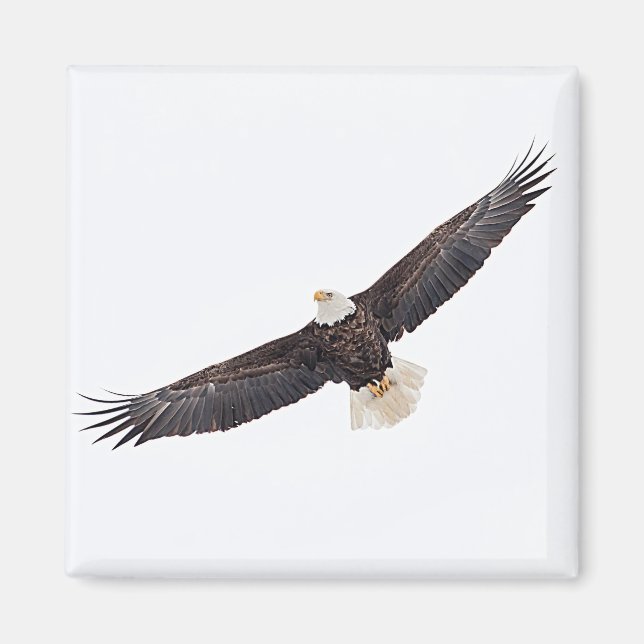 Aimant Bald Eagle en vol (Devant)