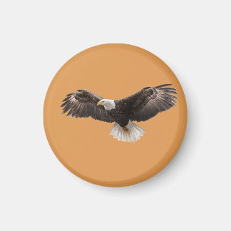 Aimant  bald eagle pin , commonly sold as 